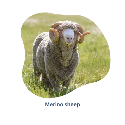 Raw materials where does Merino comes from-Rochak Handknit