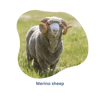 Raw materials where does Merino comes from-Rochak Handknit