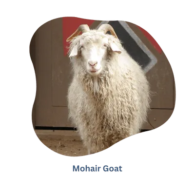 Materie prime da dove proviene il Mohair - Rochak Handknit
